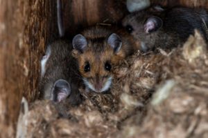 Deer mouse, Peromyscus maniculatus in a bird nesting box. A family of deer mice took over a nesting box in late fall to keep warm.