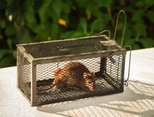 Little rat in trap