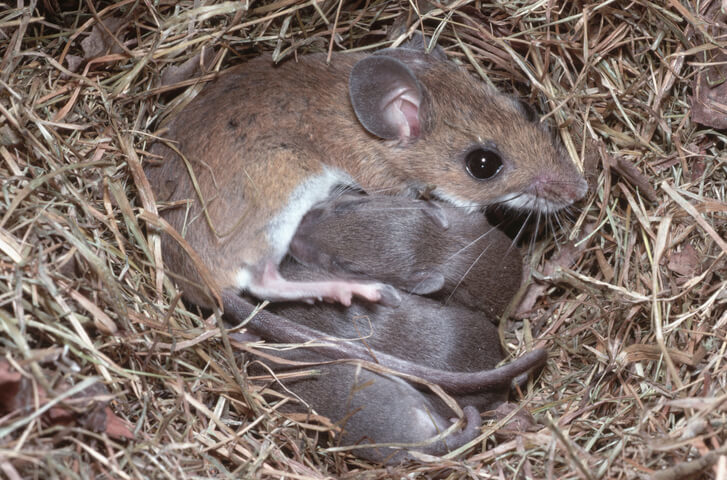 A deer mouse, Peromyscus maniculatus, nurses her two-day-old young in a nest.