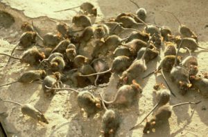 black rat infestation (rattus rattus)