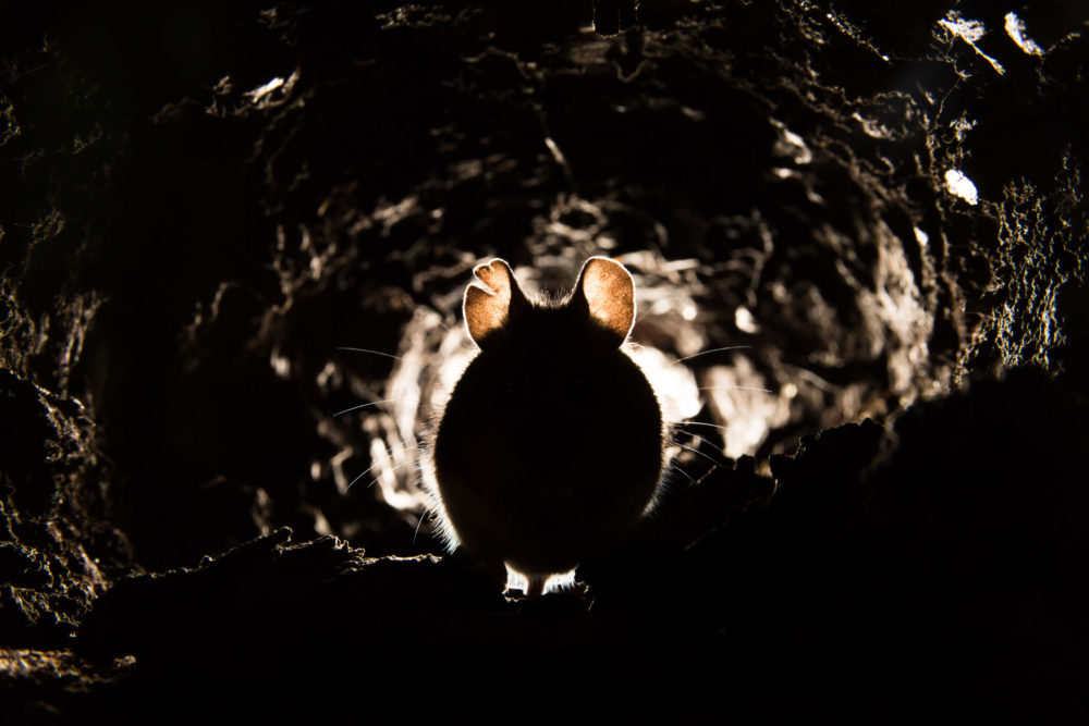 Wood Mouse (Apodemus sylvaticus)