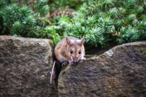 Portrait Of A Mouse Outdoors On A Stone Wall