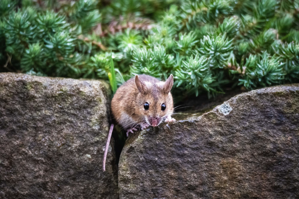 Portrait Of A Mouse Outdoors On A Stone Wall