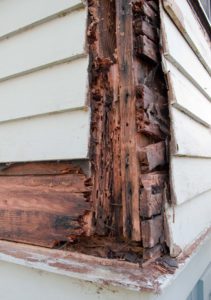 Termite and fungus infested wood on the side of a house.