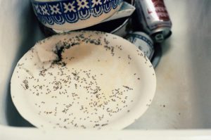 Ants crawling over dirty dishes in a sink