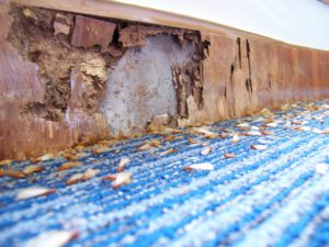Termite infestation: Wooden panel eaten up by termites. Termites lying dead on the floor.