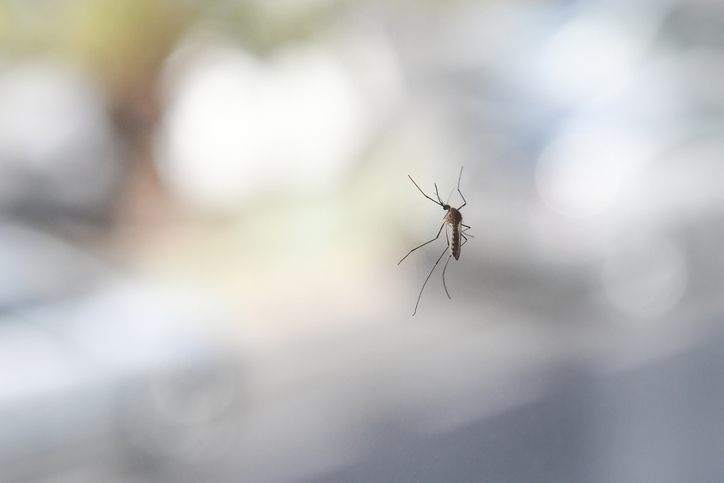 Mosquito perched on a window