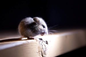 mouse perched on a wooden shelf