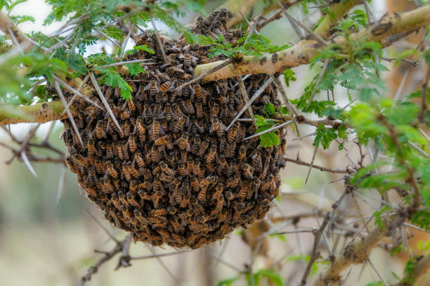 bees swarming a tree branch