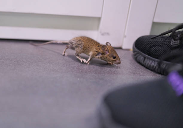a mouse running near human feet