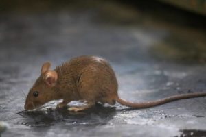 a mouse on a concrete floor
