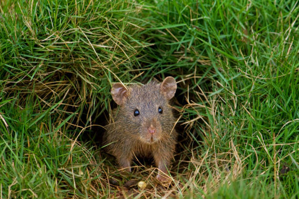 a mouse in the grass