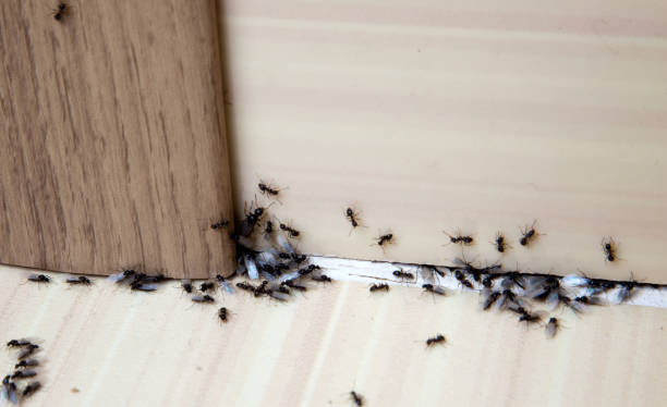 ants clustering around baseboards