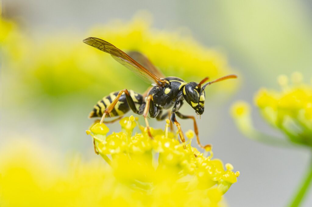 Yellow Jacket on a yellow flower