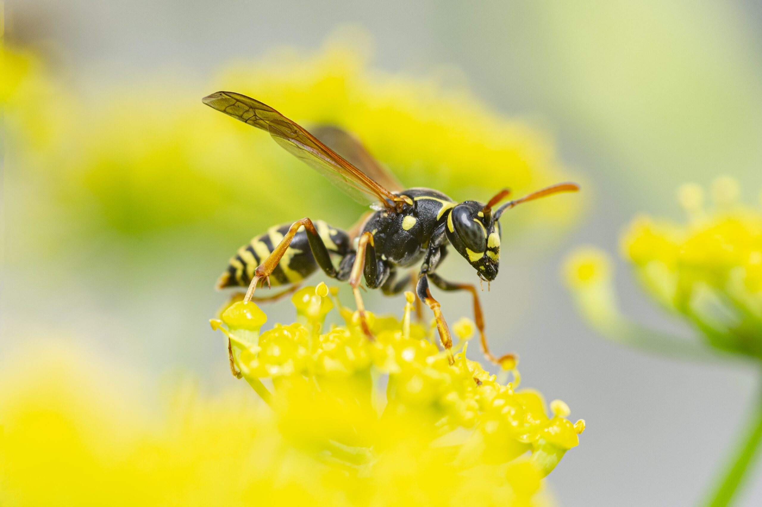 Yellow Jacket on a yellow flower