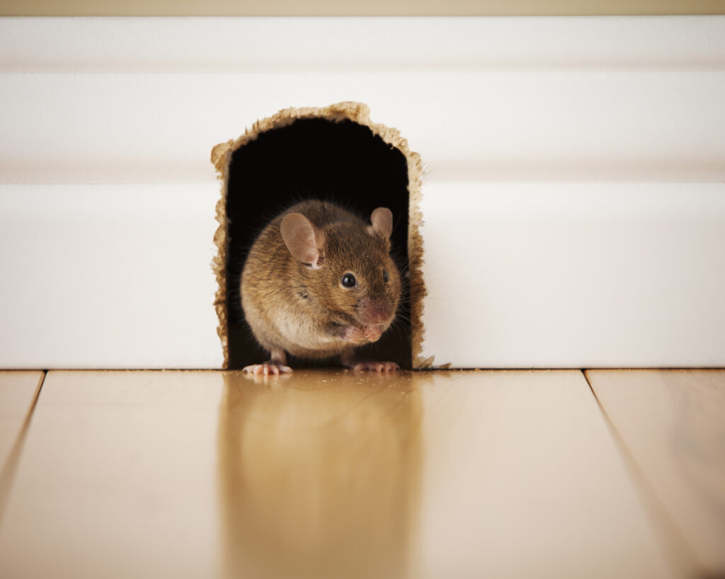 Mice and rats in a home environment, common disease carriers that pose health risks to humans and pets.