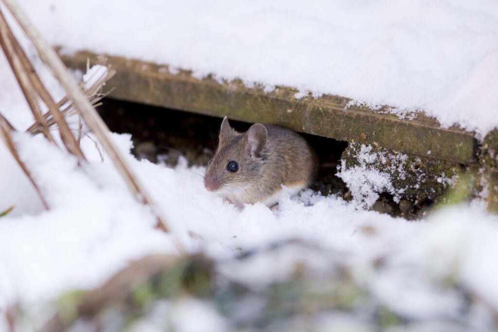 Rodent searching for warmth and food indoors during winter, highlighting the need for professional rodent-proofing methods.