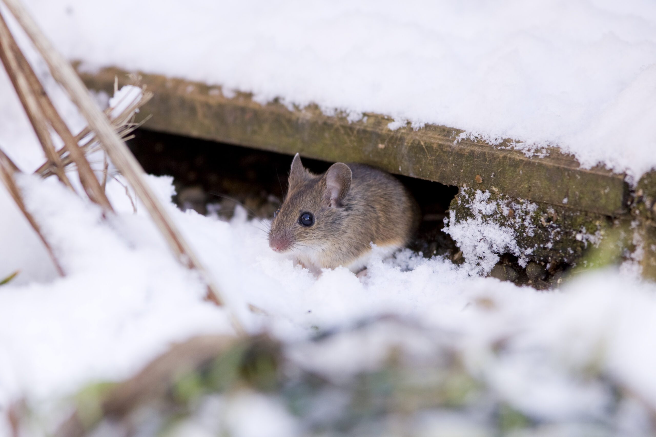 Rodent searching for warmth and food indoors during winter, highlighting the need for professional rodent-proofing methods.