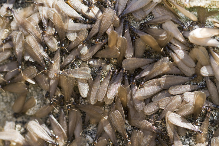 Winged termites, also known as swarmers or alates, gathered on the ground during termite swarming season in New Jersey—a key warning sign of a nearby infestation.