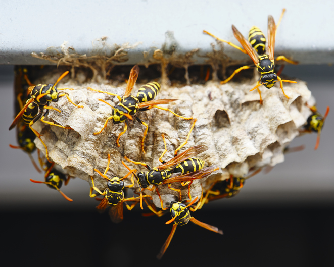 A close-up of a wasp nest with multiple aggressive wasps defending it, highlighting the risk of stings and potential injury from attempting DIY nest removal without proper protection or professional help