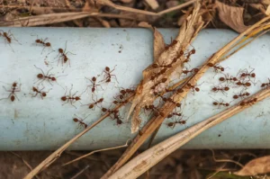 red ants on blue pipe (Magnific)