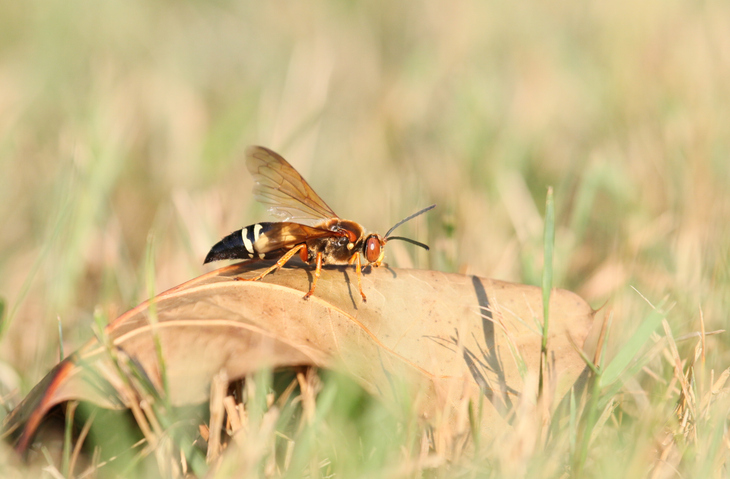 Cicada Killer Wasps in NJ: Are They Dangerous?