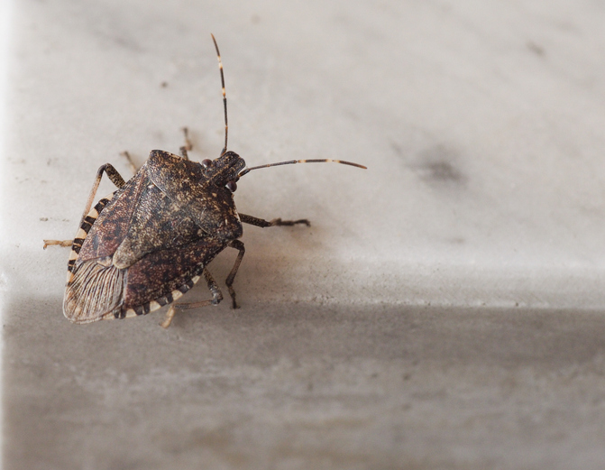 What Attracts Stink Bugs to Your Home in Fall?