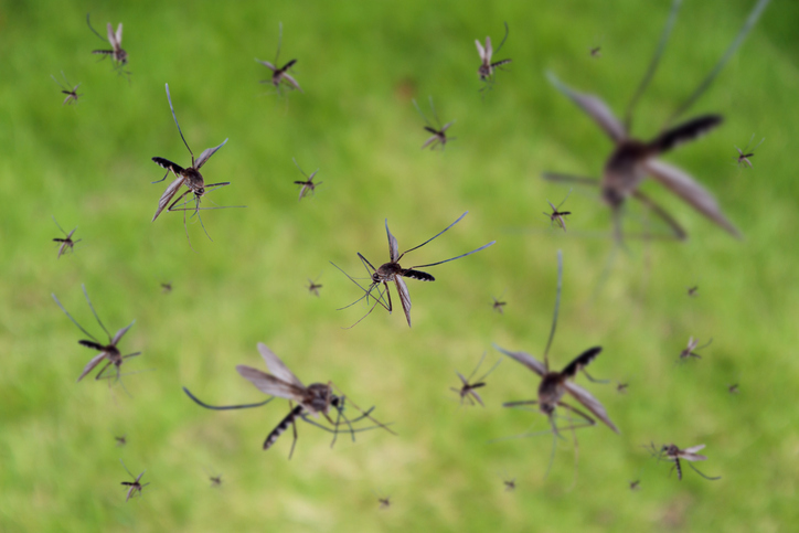 When Does Mosquito Season End in New Jersey?